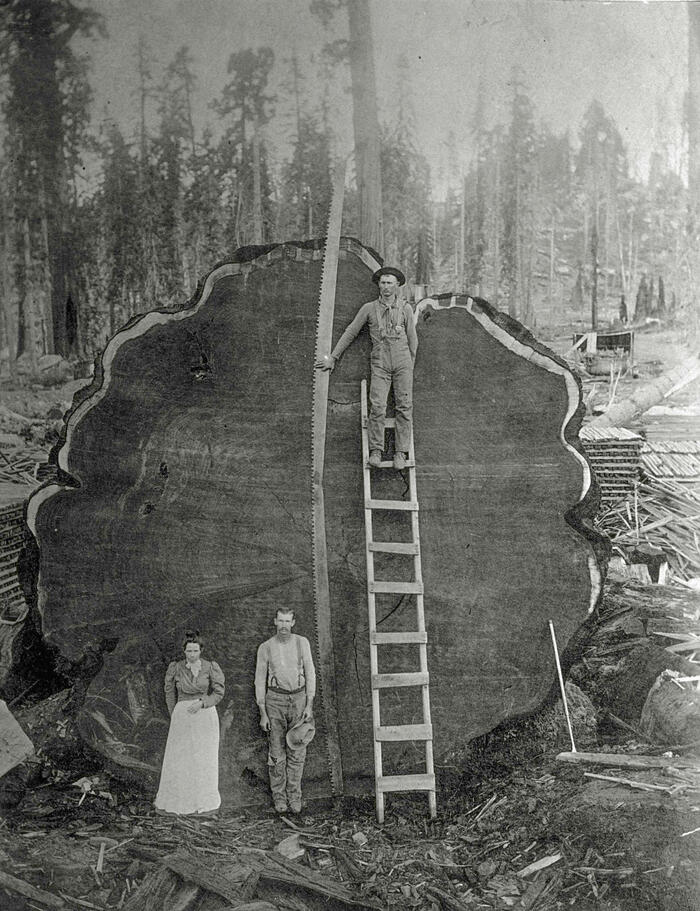 Lumberjacks in front of the thousand-year-old sequoia tree “Mark Twain”, California, 1892<br/> &copy;  Charles C. Curtis - Library of Congress