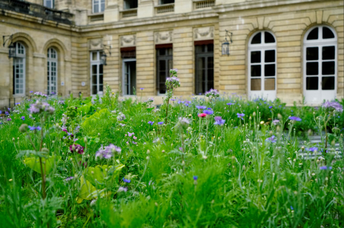 Gardens in the city – "A flower meadow in the city?", City hall, Bordeaux Garden designed and sponsored by Gilles Bœuf, biologist and president of the scientific board of the French Biodiversity Agency - Resources cultural season<br/> &copy; madd-bordeaux